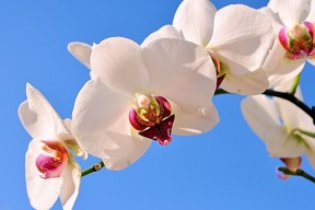 2026世界杯开幕式数字化视觉盛宴：北美三大文化交融背后的商业版图