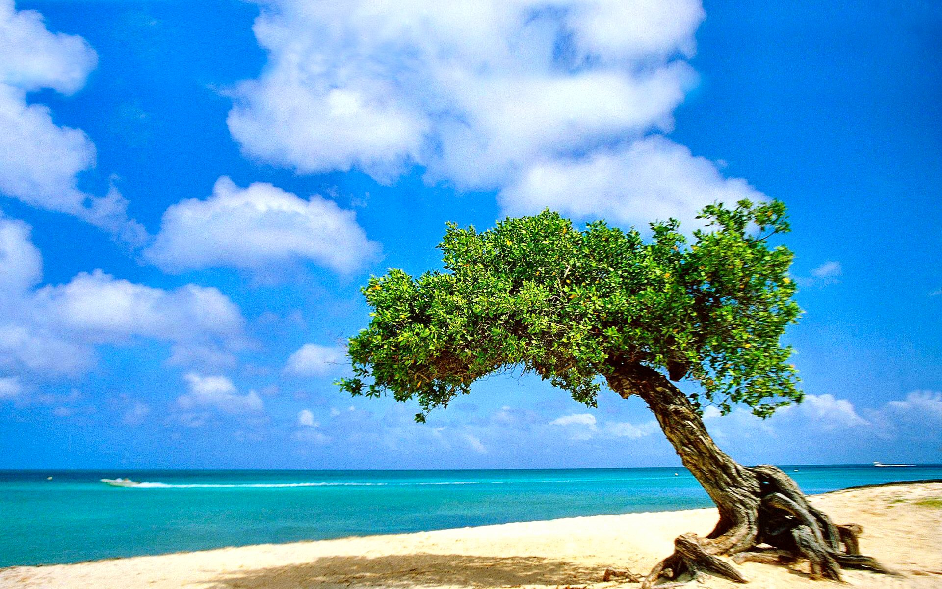 世界板球青少年赛事防暑降温措施与指南，板球世锦赛